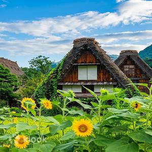 岐阜縣 - 與當地導遊同行的高山和白川鄉一日遊