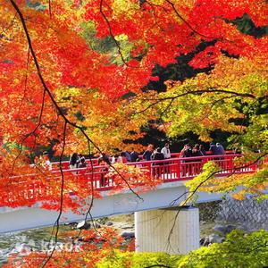 爱知 - 小原四季櫻節&香嵐溪&虎溪山永保寺賞楓一日遊