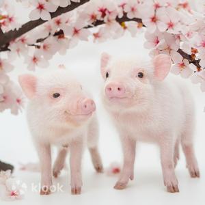 Tokyo - Mipig Cafe, Where You Get Up Close with Mini Pigs (Harajuku Takeshita Street Branch)