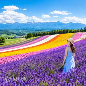 北海道 - 富良野富田農場與四季彩之丘一日遊