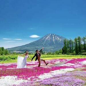 Hokkaido - Sapporo Niseko Mt. Yotei Scenic Tour: May Moss Phlox and Tulips / July Lavender / Sept-Oct Red Fleabane and Marsh Autumn Colors