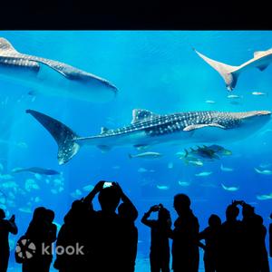 沖繩縣 - 【沖繩北部一日遊】沖繩美麗海水族館・萬座毛・古宇利島・備瀨福木林道｜那霸出發