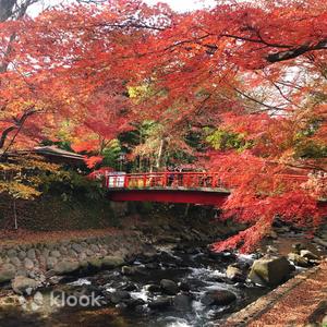 Shizuoka - Tokyo Shuzenji Onsen Autumn Foliage Day Tour