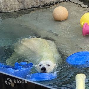 北海道 - 札幌旭山動物園一日觀光巴士之旅