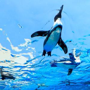 東京 - 陽光水族館門票