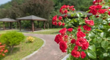 江陵野花村旅馆 #3