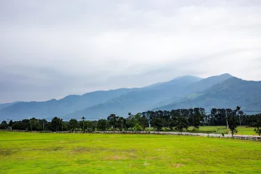 笔筒树山庄 #3