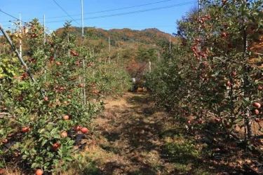 苹果农场住宿 #2