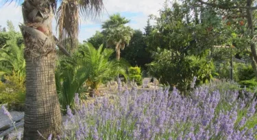 La palmeraie #5