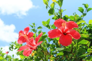 凉风朝阳之宿旅馆 #4