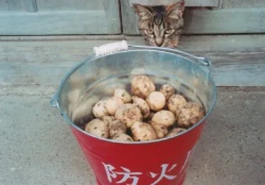 农场客栈 虏舍 #2