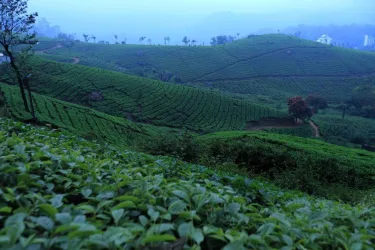 Snow Line Resort,Munnar #5