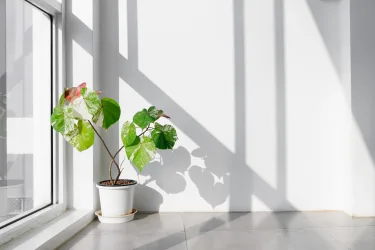 Grow home - Stay and Space (Self Check - in) #2