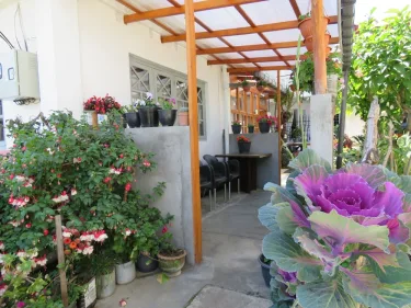 Carnation Rest #5