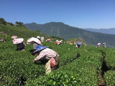 茶云居民宿 #2