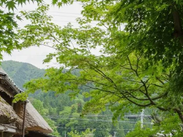 茅葺之宿 山菜之味処 长治庵(Chojian) #2