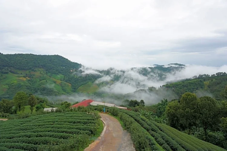 101绿茶景观旅馆 #1