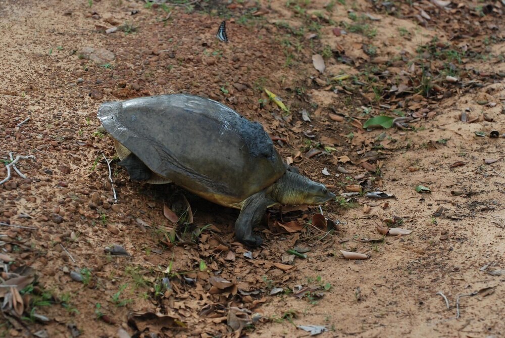 L.L.Tourist Inn & Safari jeeps
